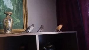 канарейки