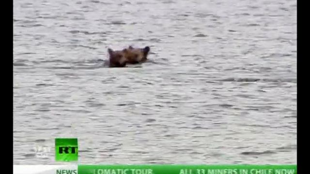 Дай лапу, друг медведь смотреть онлайн