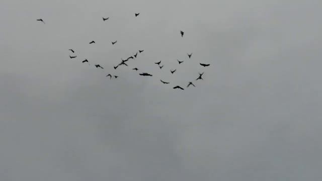 19.01.20г Посадка Армянских голубей смотреть онлайн