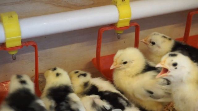 Дешевый и комфортный брудер своими руками.