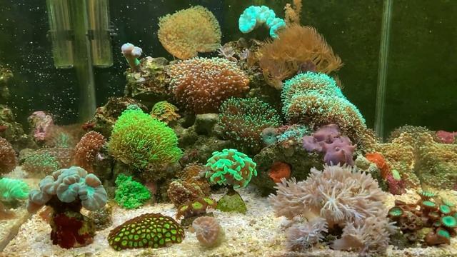 Проект морского аквариума на 100 литров со встроенным сампом. смотреть онлайн