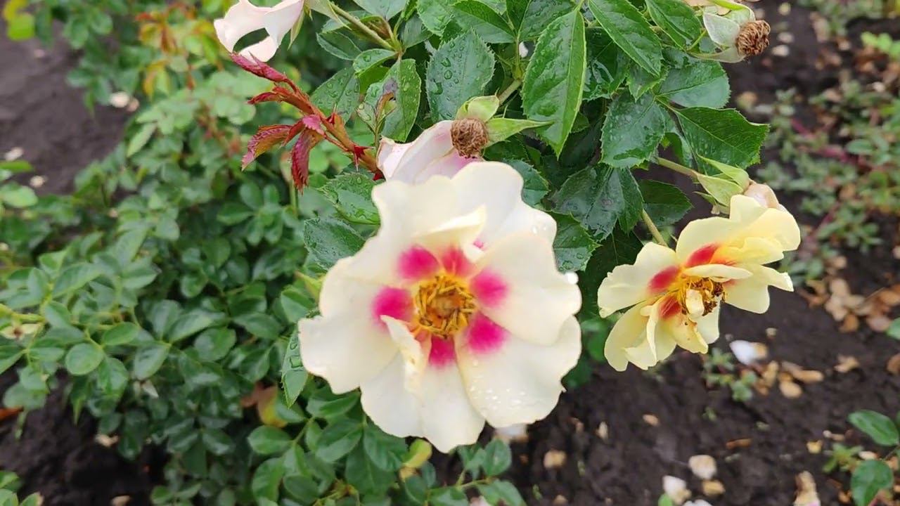 обзор саженцев роз питомника растений rosebushes.ru смотреть онлайн