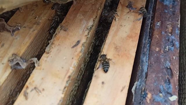 ПЧЁЛЫ ??. В КОНЕЦЕ ЗИМОВКИ КАК УЗНАТЬ ДОСТАТОЧНО ЛИ КОРМА В СЕМЬЕ. 6.02.2023. смотреть онлайн