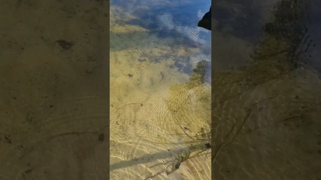 Выпускаем рыбу в реку. смотреть онлайн