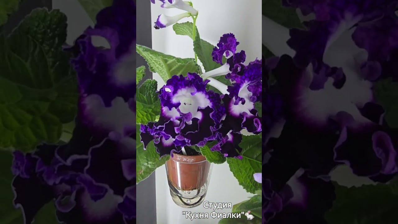 последняя неделя мая и наша студия "Кухня Фиалки" смотреть онлайн