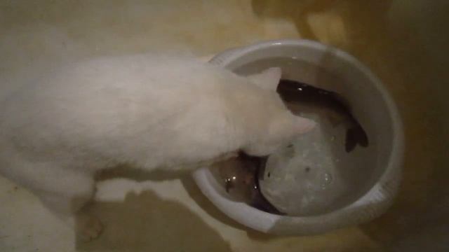 Кошка - блондинка с голубыми глазами смотреть онлайн