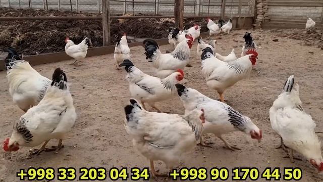 Декоратив Адлер Кумуш зоти | Адлерские серебристые куры смотреть онлайн