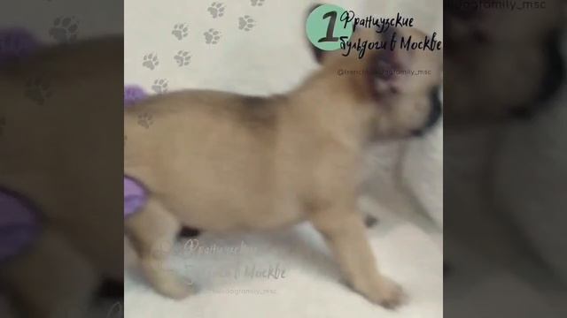 Щенок французского бульдога в Москве, палевый смотреть онлайн