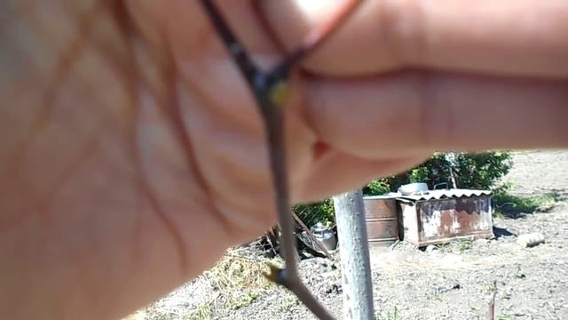 унаби на сегодняшний момент 28.04.2017г. смотреть онлайн