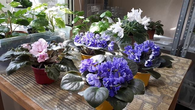 Фиалки! Как ухаживать, чтобы цвели? Почему не цветут? смотреть онлайн