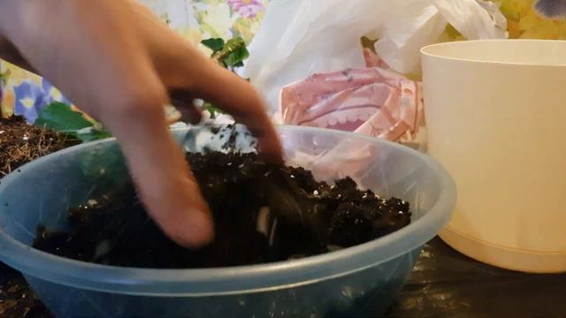 Гибискус смотреть онлайн