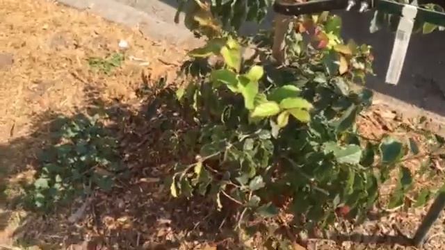 Persian Ironwood (Parrotia pérsica - Hamamelidaceae) смотреть онлайн