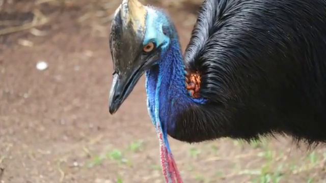 Summertime at San Antonio Zoo смотреть онлайн