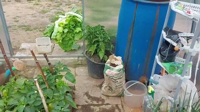 Поедка в Питер ,Северный плодовый питомник?????Собрали насосную станцию для полива ??♀️#моя дача# смотреть онлайн