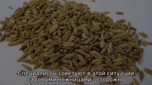 Ромашка садовая крупная многолетняя (посадка и уход)