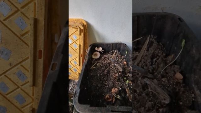 Quick Overview of Compost Site - January 2024 смотреть онлайн