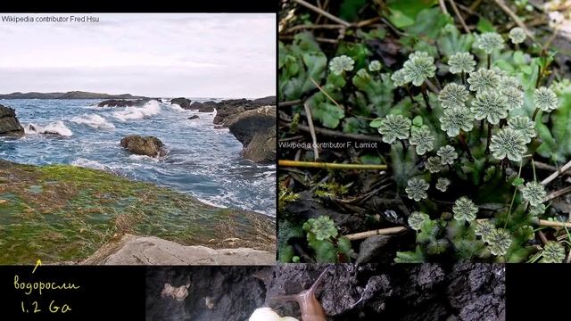 Разъяснение на тему того, какие живые существа первыми вышли на сушу (видео 5) смотреть онлайн