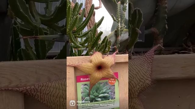Upside Down Taking Over RBG (Stapelia Gigantea)