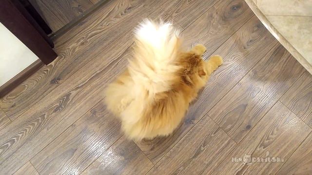 I Slept Until You Came \ я спал, пока вы не пришли