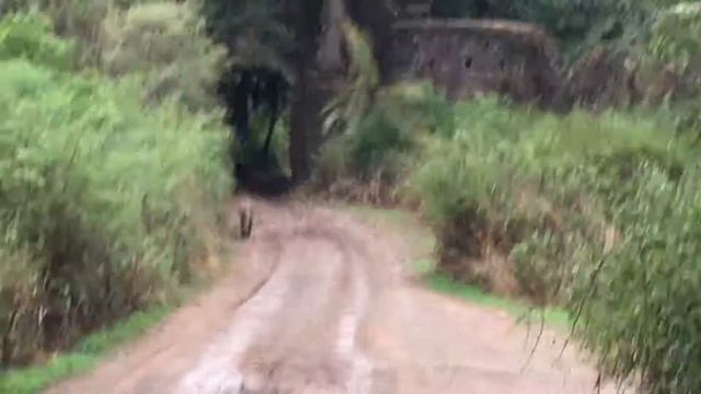 Ranthambore national park ! смотреть онлайн