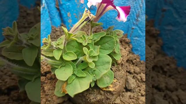 How to grow petunia flower in easy way!!! смотреть онлайн