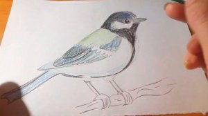 Синица. Как  просто нарисовать карандашом
