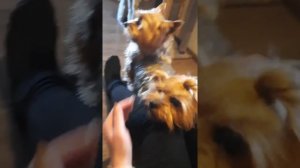 Вязка йоркширских терьеров(поучительно видео)