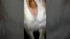 определение беременности козы. петля . #определениебеременостикоз #коза #беременность #петля