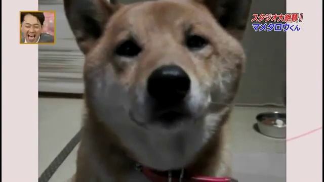 сабака гавкает все тише такой прикол смотреть онлайн