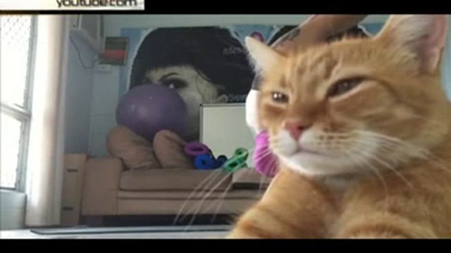 Кот, «затмивший» хозяйку на занятиях йогой, стал героем Интернета смотреть онлайн