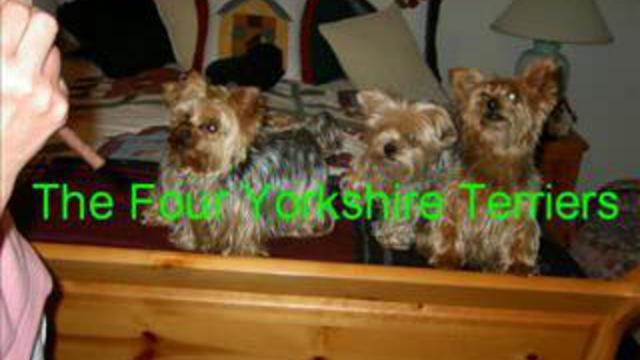 Футбол для йорков. смотреть онлайн