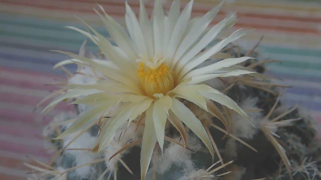 Coryphantha bumamma смотреть онлайн