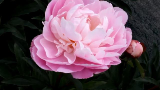 Lactiflora Germaine Bigot | R2 Flowers BV | Peonies смотреть онлайн