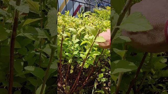 Спирея , барбарис... Ухаживаем за клумбой. смотреть онлайн