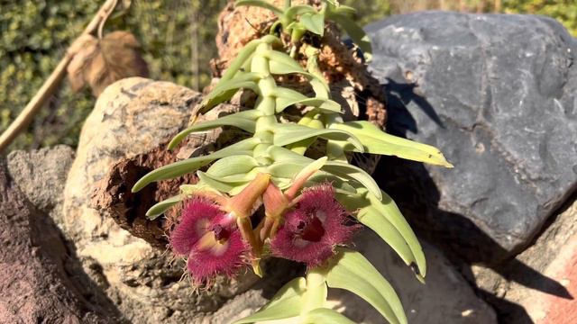 ОРХИДЕЯ Epidendrum Medusae! Цветение и немного об уходе.