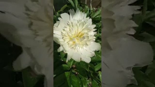 Пионы в моем саду смотреть онлайн