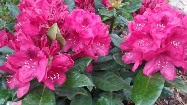 Рододендрон Rhododendron Hybride "Nova Zembla" 23.05.2022 смотреть онлайн