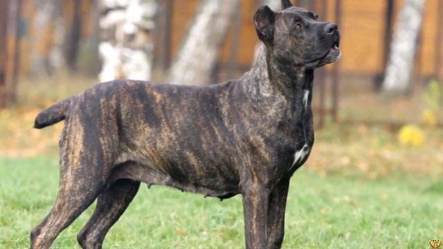 3 САМЫХ ВЫНОСЛИВЫХ ПОРОДЫ СОБАК смотреть онлайн