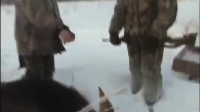 Охота на лося зимой смотреть онлайн