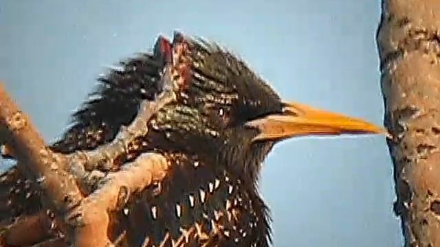 Birds Movie 24 смотреть онлайн