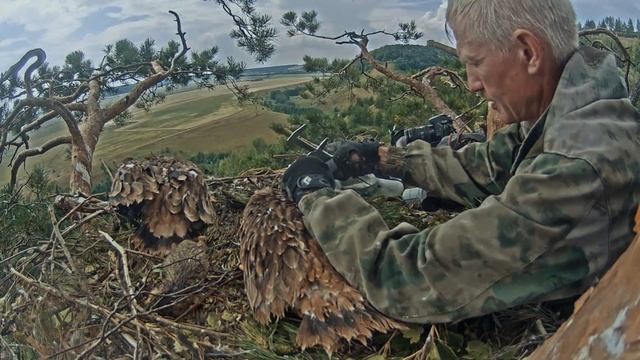 10.07.2021 .Кольцевание птенцов солнечного орла.Татарстан,Россия (субтитры,перевод) смотреть онлайн