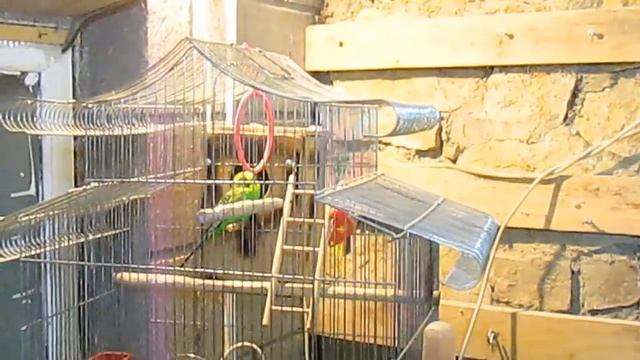 #Волнистые попугаи от А до Я ч. 5. Кладка яиц. смотреть онлайн