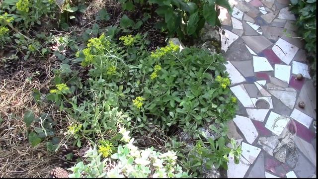 ЯСКОЛКА ПОЧВОПОКРОВНОЕ РАСТЕНИЕ. ПОСЛЕ ЦВЕТЕНИЯ  ЧТО ДЕЛАТЬ?