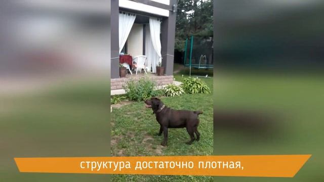 Как обеспечить активной собаке полноценную физическую нагрузку, если нет времени на часовые прогулк смотреть онлайн