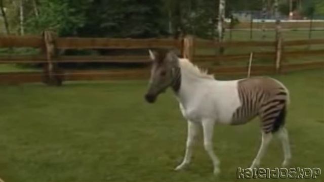 Зеброид-общее название всех гибридов зебры и любого животного из лошадиных: лошади, осла или пони. смотреть онлайн