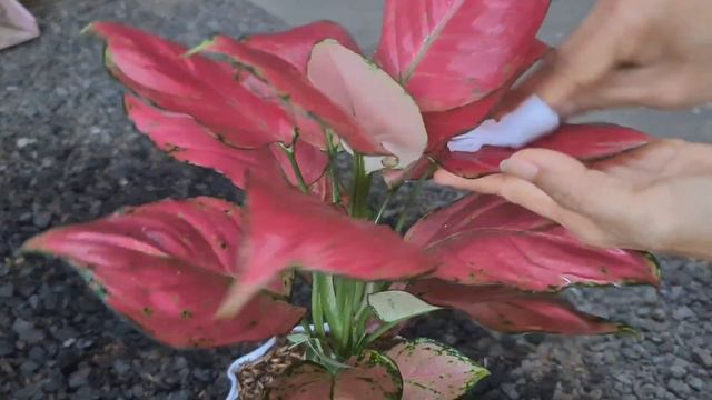 RAHASIA AGLAONEMA KILAP ALAMI смотреть онлайн