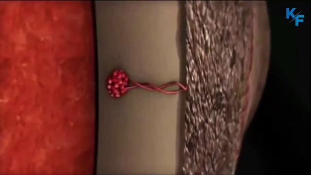 Бегемот - самое агрессивное животное Африки. Бегемот против Крокодила, Льва,Носорога. Бегемот в дел