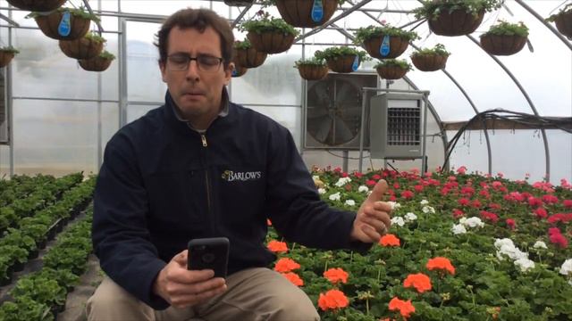 Q&A Tuesday [Episode_003] When to Plant Geraniums, Russian Sage and Flowering Perennials смотреть онлайн