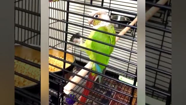 Funniest   Crazy Cockatoos, Peculiar Parrots !!! Смешные  какаду, своеобразные попугаи !!!