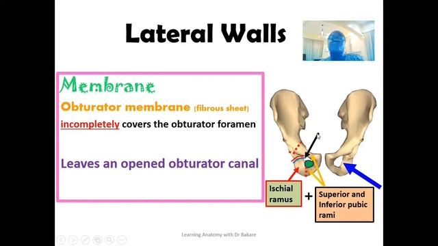 Lateral pelvic wall | | Pelvic wall Part 4 смотреть онлайн